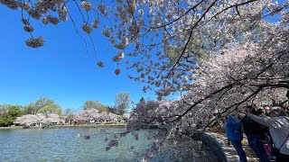 Cherry blossom in Washington DC