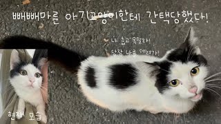 길에서 뼈밖에 없던 새끼고양이 복미와 만나다 feat.길고양이 길고양이구조 새끼고양이구조