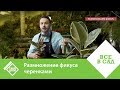 Размножение фикуса черенками