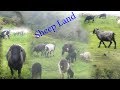 Nepali Mountain Sheep Land || Shepherd life || Himalayan Pasture Land into mountain region