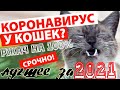 ПРИКОЛЫ С КОШКАМИ...РЖАЧ НА 100%...2021