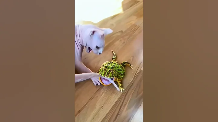 Video 11690961: cat funny animals compilation, cat vs animals