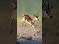 Deer running with fear 😳😱#shorts #shortsvideo #wildlife #animals #deer