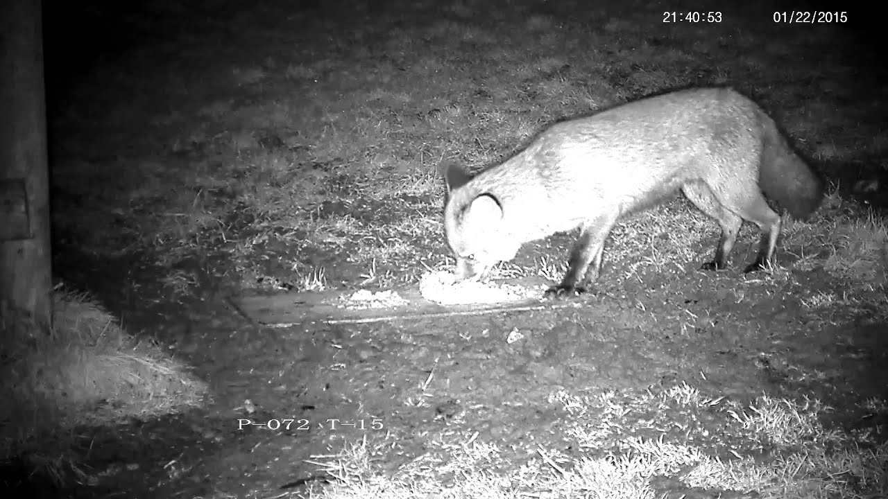 nature kpop Fussy fox avoiding healthy food to find the good stuff !