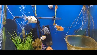 Zen Goldfish Aquarium: Relaxing Underwater Ambience