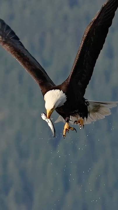This Eagle Saw It. Took It. Swallowed It Mid-Air.