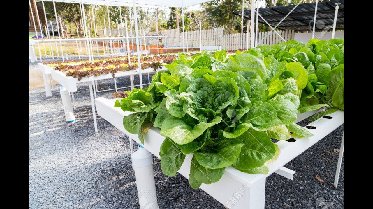Hydroponics Harvesting Lettuce (About Bolting) YouTube
