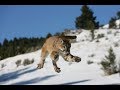 Mountain Lion Attack........ Thwarted Last Second