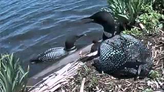 Tired baby Loon , Dad arrive's with fish baby get's in water to eat  June 08, 2014