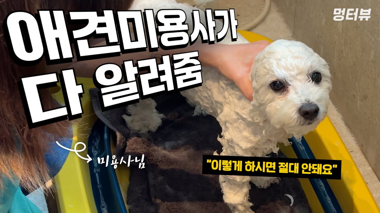 강아지목욕 이렇게 하니까 정말 쉬워요!! 미용사님이 알려주는 올바른 목욕방법 | 멍터뷰 ep.3