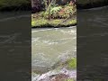 #fypシ゚viral #nature #lifeisbutadream #followme #waterfall