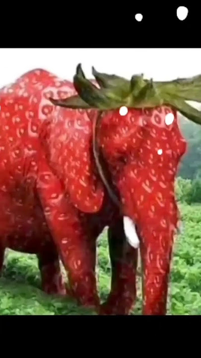 Ano ano wilkum🐘🐘