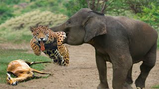 God Gave Strength To Elephant Herd Take Down Leopard To Rescue Impala - Elephant vs Lions, Leopard