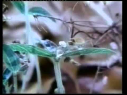 ყურანის სასწაულები