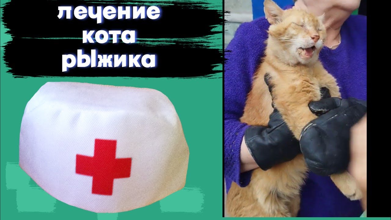 Лечение кота рыжика. - YouTube