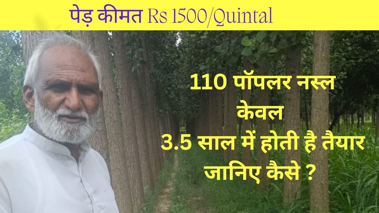 Poplar Tree Farming Harvesting In 3 5 Years Rate Rs1500 quintal YouTube Poplar Tree Farming Harvesting In 3 5 Years Rate Rs1500 quintal YouTube