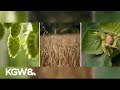 Bad for beer? Warm spring has Oregon hops farmers worried for summer crop