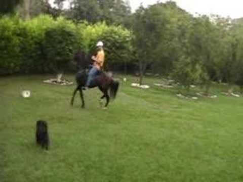 caballos paso fino colombia - YouTube