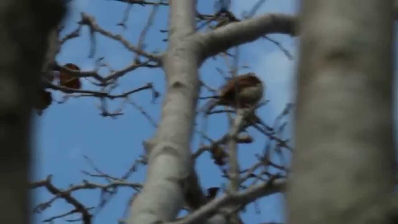 insects picture Bird Call Series: Carolina Wren