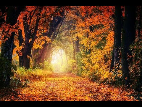 Autumn Leaves Falling From The Tree, Relaxing Music, Beautiful Autumn ...