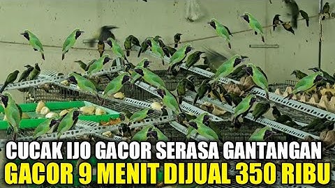 KETEMU JUGA !!! OMBYOKAN CUCAK IJO GACOR 9 MENIT NONSTOP DIJUAL DARI 350 RIBUAN SERASA DIGANTANGAN