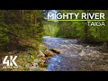 Taiga River in 4K - White Noise of the Mighty Mountain Forest River Flow with Birds Chirping
