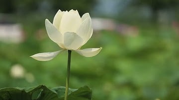 صلاة الوتر والقنوت (رمضان 1444هـ) مسجد بوكوارة مملكة البحرين(القارئ عمر مصطفى احمد)