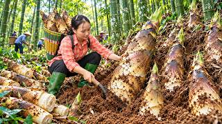 Amazing Giant Bamboo Shoot Harvest – Digging Them from Underground & Selling Out Fast!