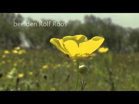 Video: Boterbloem