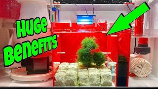 IN SUMP REFUGIUM Setup FOR SALTWATER AQUARIUM (STUNNING)