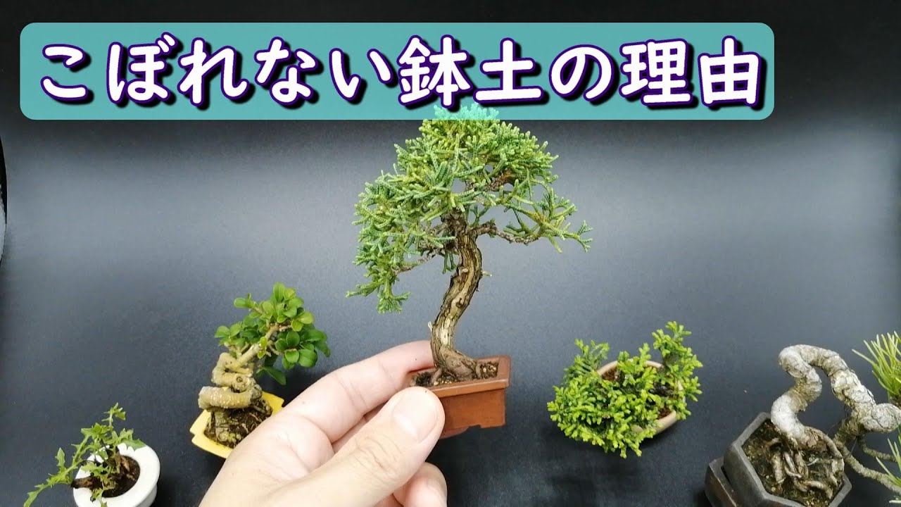 こぼれない鉢土の理由 - YouTube