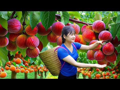 Harvesting Giant Sweet Marina Apples & Making Traditional Fruit Tea for the Family