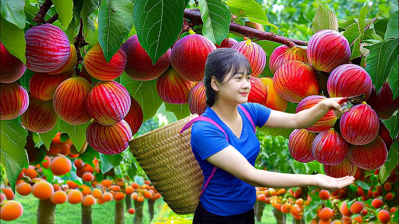 Harvesting Giant Sweet Marina Apples & Making Traditional Fruit Tea for the Family