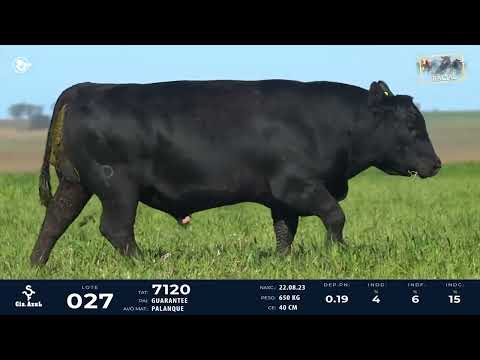 LOTE 27   TAT 7120 M Angus