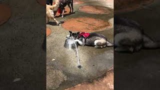 Happy Husky Splashes around at Her Favorite Park || ViralHog Happy Husky Splashes around at Her Favorite Park || ViralHog