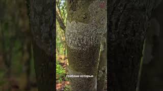 Симбиоз жуков и чая #природа #китайскийчай #чай #чайбезцеремоний