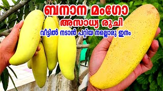 വീട്ടുമുറ്റത്ത് നടാൻ പറ്റിയ ബനാന മംഗോ/Banana Mango/Thai Banana Mango/Banana mango Malayalam/#Mango