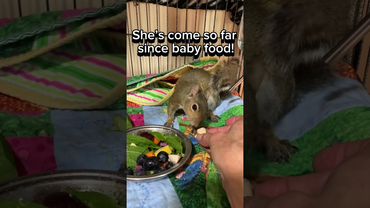 Cheeks Story: The Head Injury 