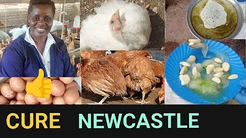 How I cure Newcastle disease organically using the best Herbal remedies in poultry farming