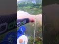 Đi tìm điểm câu cá ao săn cá to #câucá #fishing #caucathugian #cakhung #fish 
