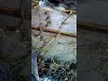 Rat chew hole