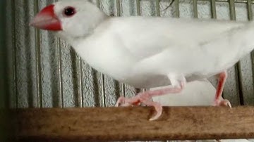 java/finches #pets #birds #wildlife #sparrow #parrotlover #javafinch #srilanka #indonesia #india 