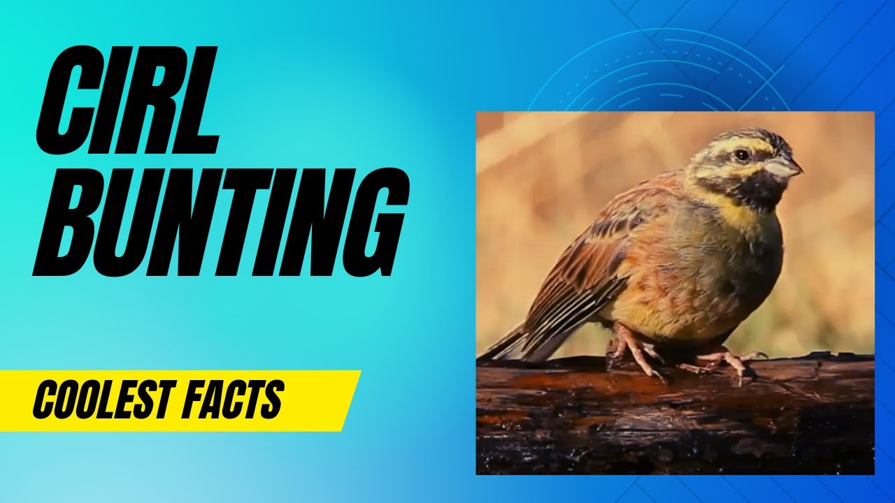 Cirl bunting facts