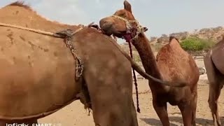 camel meeting mast vidio desert @cambodiaanimallover7319 by Animal thar parkar 178 views 3 weeks ago 3 minutes, 17 seconds