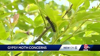 Now's the time to stop gypsy moths