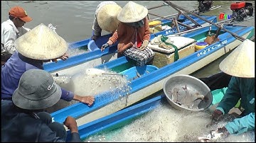 Săn cá vồ chó thu nhập tiền triệu | BTV - TRUYỀN HÌNH BÌNH DƯƠNG