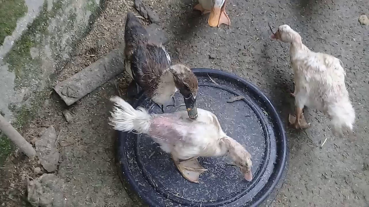 Cara membedakan entok bebek hibrida dan bebek pekinq waktu masih anakan