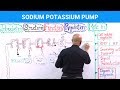 Sodium-Potassium Pump (Na⁺/K⁺-ATPase)