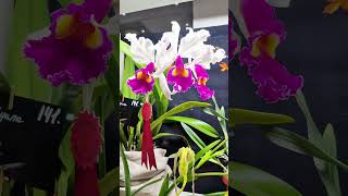 орхидиум #орхидея #орхидиум #комнатныецветы #flowers #orhidee