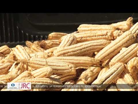 აზიური ფაროსანას გავლენა სიმინდის მოსავალზე